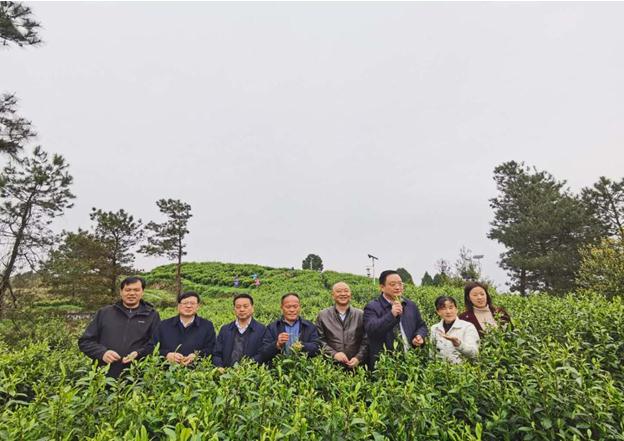 公司負責人陪同省供銷社、湘西州領導一行調研我司青干村茶葉扶貧示范基地
