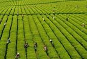 2013年，全國茶葉生產繼續增產增收