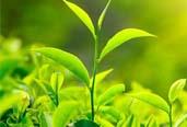 立法促進泉州茶產業發展